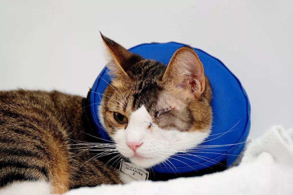 如何解决猫咪铲屎问题,当铲屎官犯二时猫咪在想什么