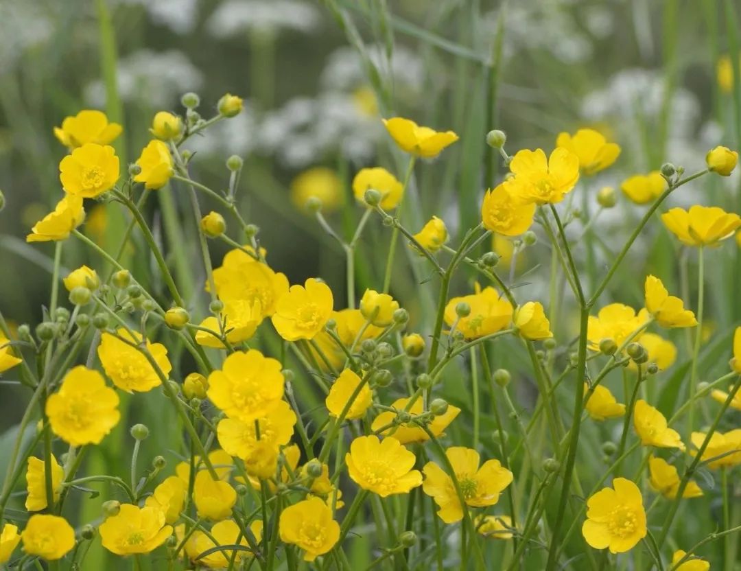 龙猫30年视频,龙猫三十年后是什么样子