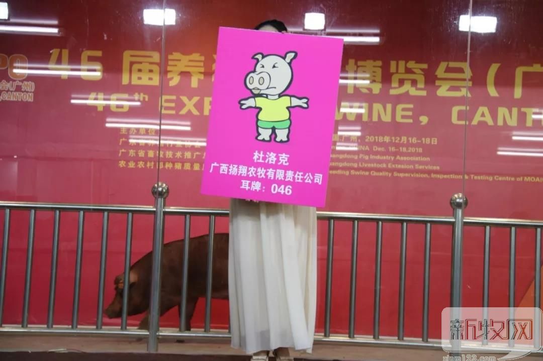 扬翔美系杜洛克公猪,扬翔杜洛克公猪