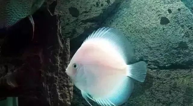 鱼种法拉利,观赏鱼有多美