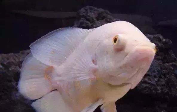 鱼种法拉利,观赏鱼有多美