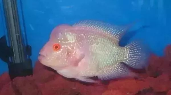 鱼种法拉利,观赏鱼有多美