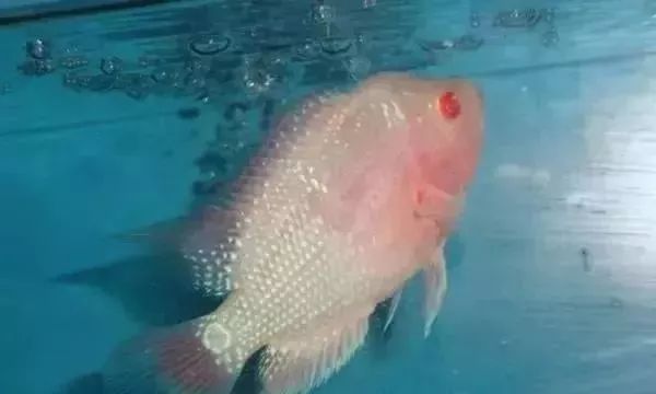 鱼种法拉利,观赏鱼有多美