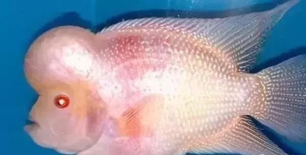 鱼种法拉利,观赏鱼有多美