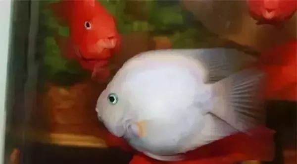 鱼种法拉利,观赏鱼有多美