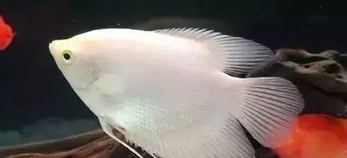 鱼种法拉利,观赏鱼有多美