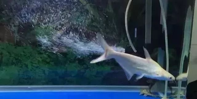 鱼种法拉利,观赏鱼有多美