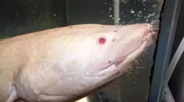 鱼种法拉利,观赏鱼有多美