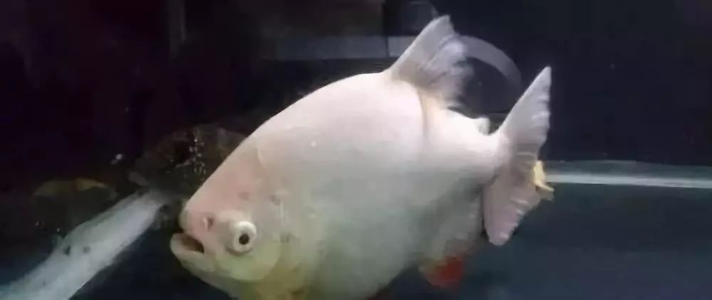 鱼种法拉利,观赏鱼有多美