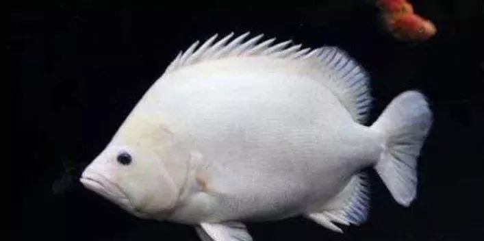 鱼种法拉利,观赏鱼有多美