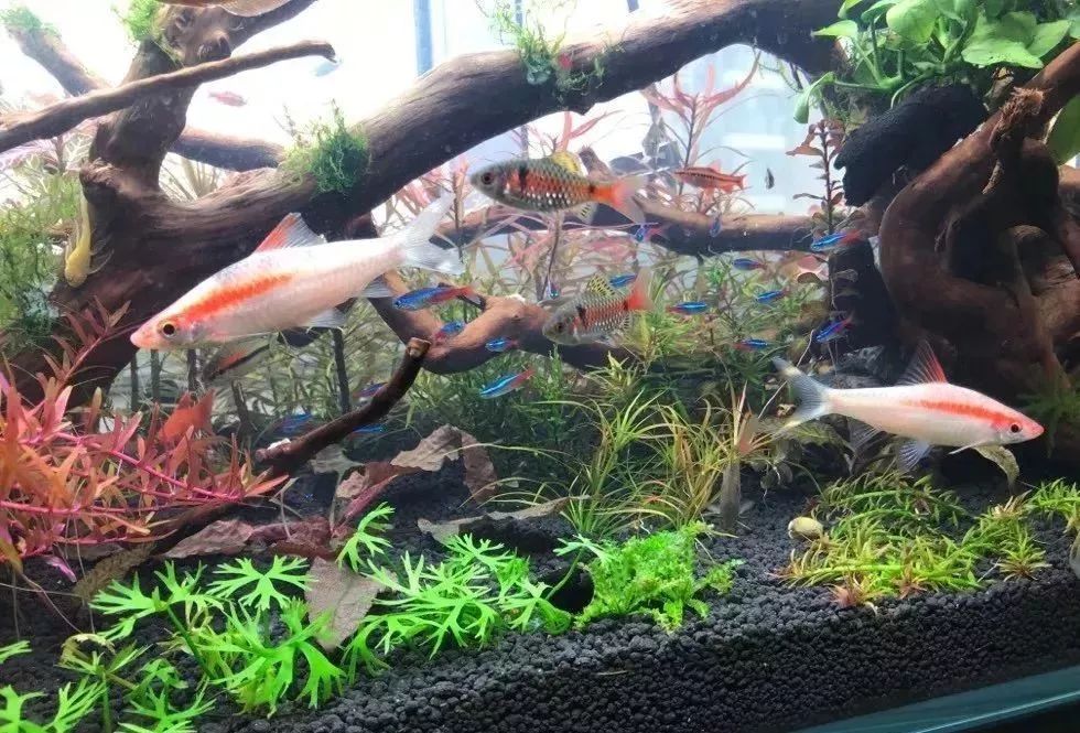 鱼种法拉利,观赏鱼有多美