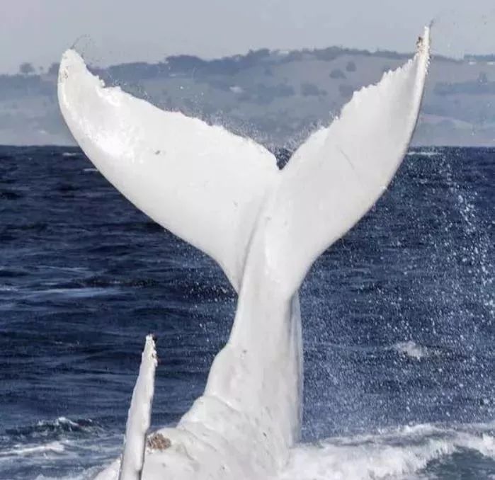 鱼种法拉利,观赏鱼有多美