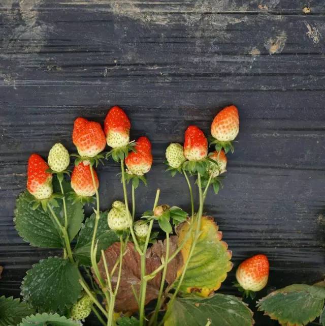 光影魔术手使用教程各工具的用途,光影魔术手怎么把模糊照片变清晰