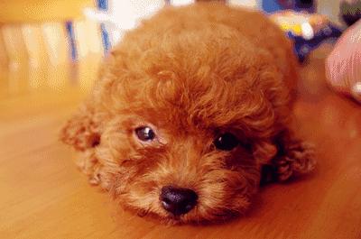 2019年春节去哪吃喝玩乐？这份攻略为你详细安排！