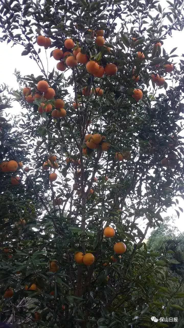 云南保山美食糖渣,保山吃食