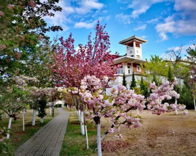 丽江在世界排名第一的大学,想想就激动