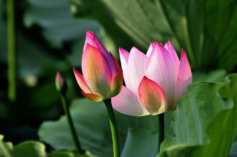 映日荷花别样红2018,映日荷花别样红154