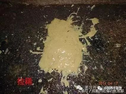 牛犊拉稀怎么防治,春季牛犊腹泻关注什么