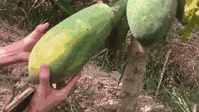 云霄春节旅游攻略,云霄县国庆旅游攻略