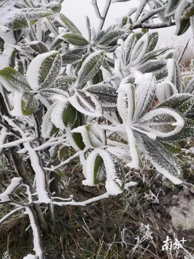 广东下雪之旅,广东下雪是什么体验