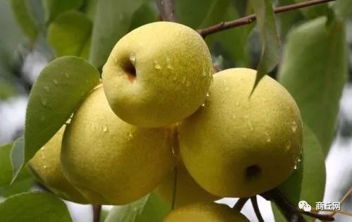 商丘八大农产品,商丘八大农产品图片