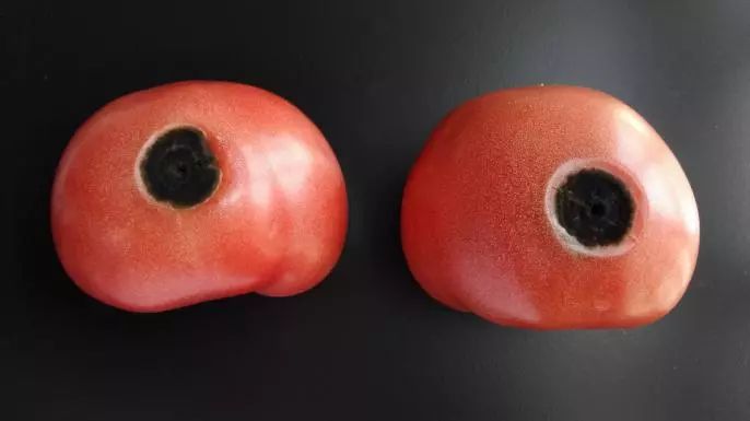 去除腐烂部分的果蔬还能吃吗？