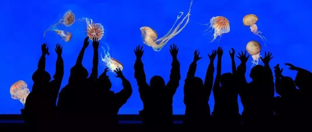 上海年卡景点,上海旅游年卡景点一览表