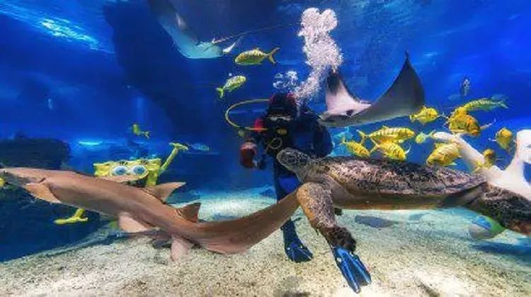 上海年卡景点,上海旅游年卡景点一览表