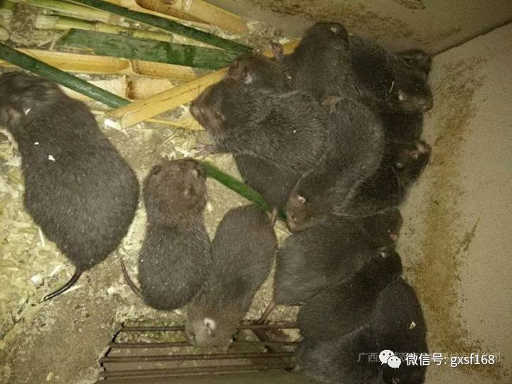 在农村养殖竹鼠有发展前途吗,在家养竹鼠有什么前景