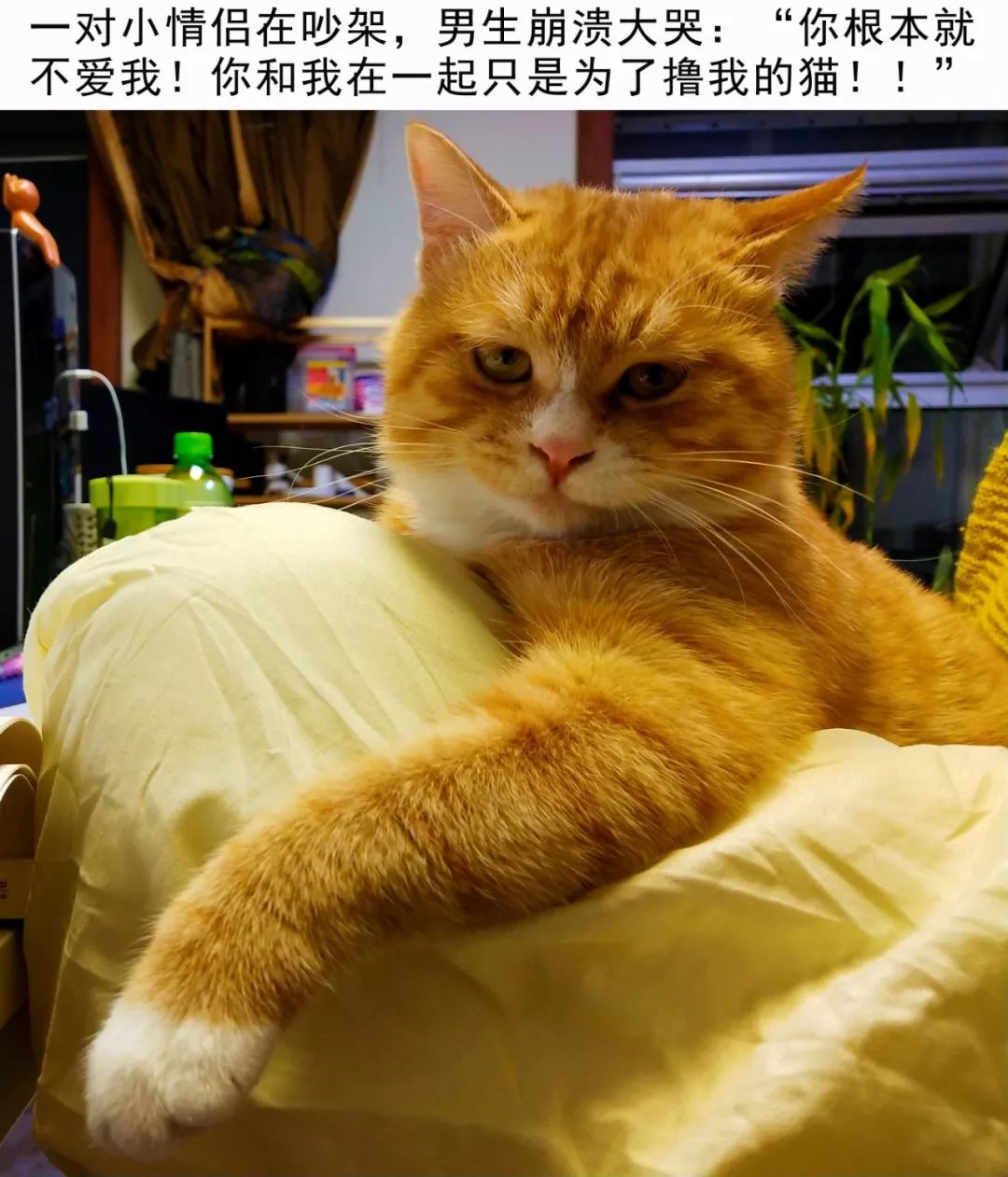 你为什么要养猫呀,你为什么要养猫