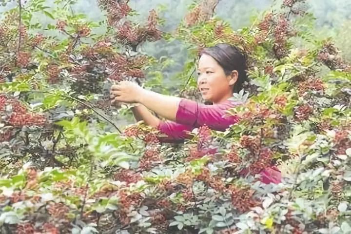 鏂瑰織鍥涘窛浜虹墿浠嬬粛,鏂瑰織鍥涘窛鍘嗗彶鏂囧寲