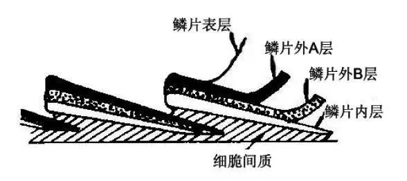 羊绒衫怎么样不掉毛,羊绒衫不掉毛是真的羊绒吗