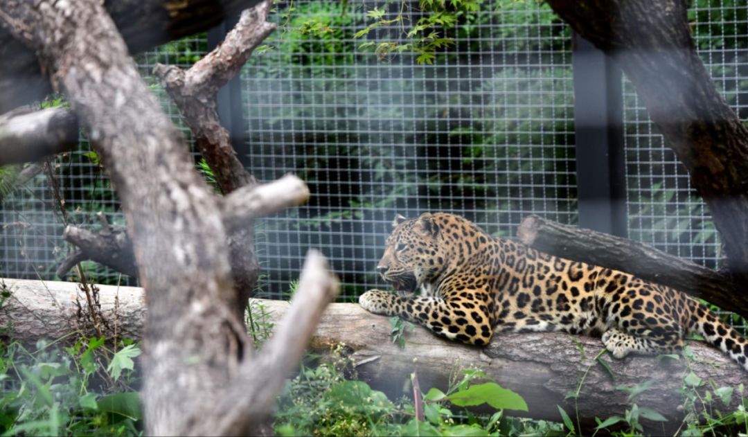 园林大讲堂｜清溪川：韩国人最引以为傲的生态改造项目