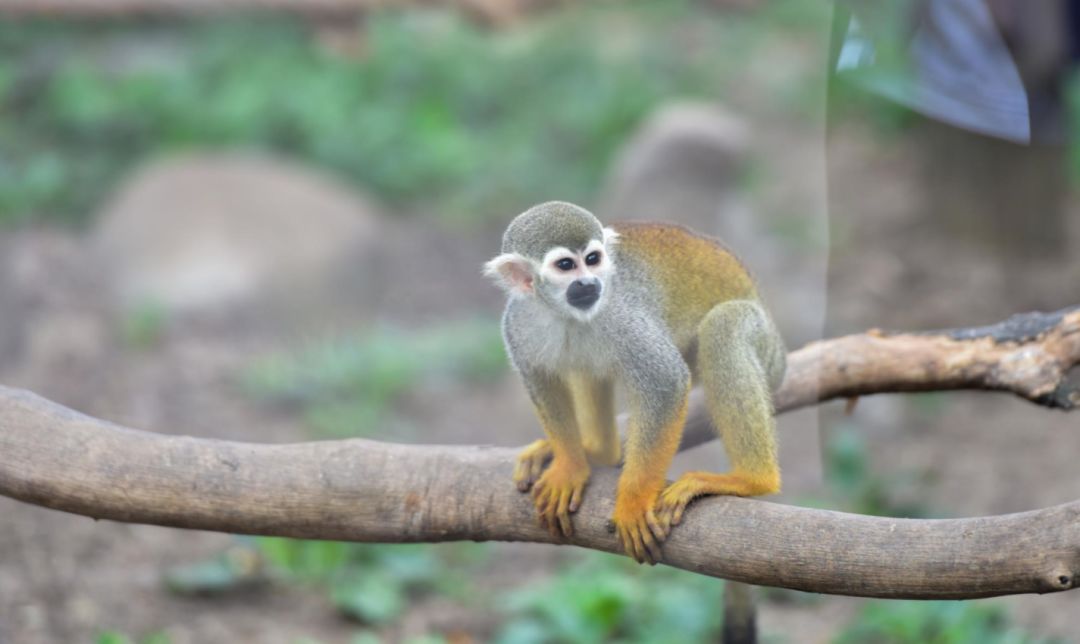 园林大讲堂｜清溪川：韩国人最引以为傲的生态改造项目