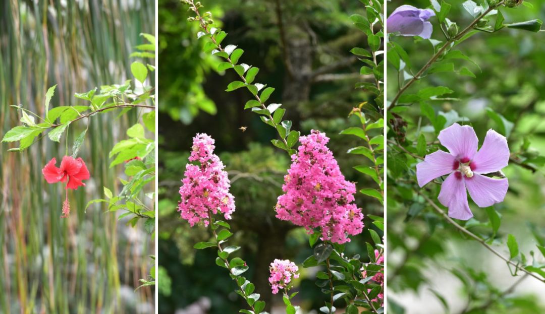 园林大讲堂｜清溪川：韩国人最引以为傲的生态改造项目