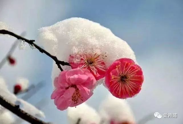 「霞浦天气」小寒养生关注养肾防寒，霞浦人要多吃这三种肉