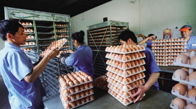 不简单！海宁90后小伙将小鸡蛋做成了大产业