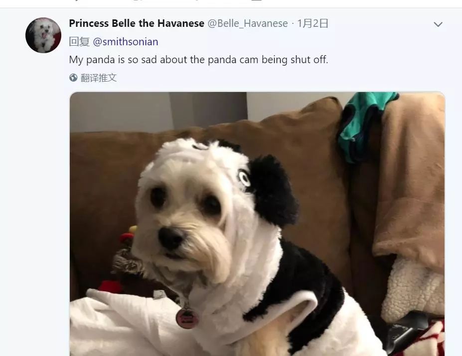 美国政府关门，“直播熊猫”画面被掐！美国网友炸锅：你们把我惹毛了