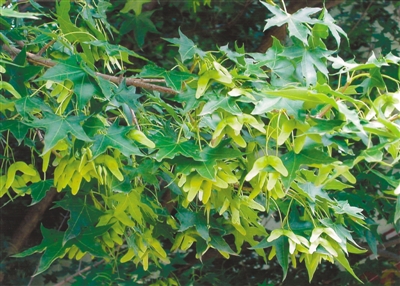 元宝枫照片,元宝枫视频