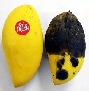 「行业资讯」神奇！马来西亚研发保鲜贴纸，轻松一贴水果两周不腐坏