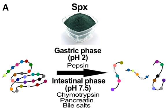 螺旋藻的效果,专家讲螺旋藻真正功效