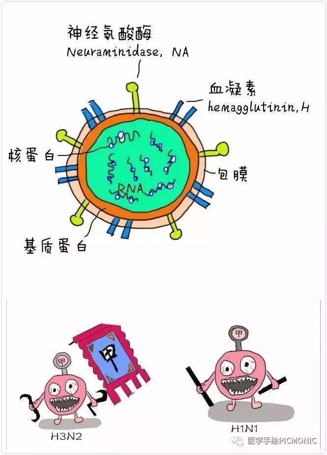 流感科普视频漫画,有关流感的漫画