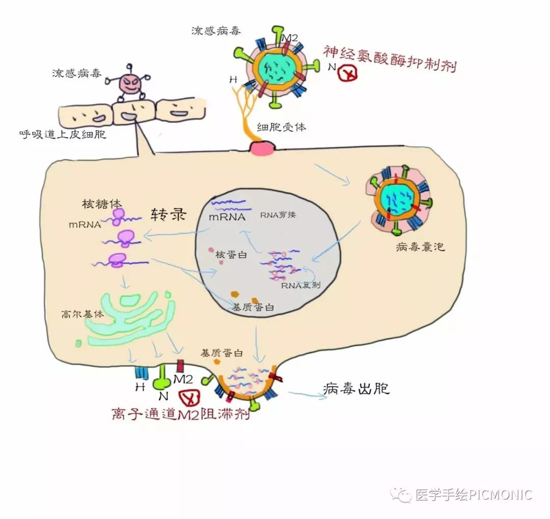 流感科普视频漫画,有关流感的漫画