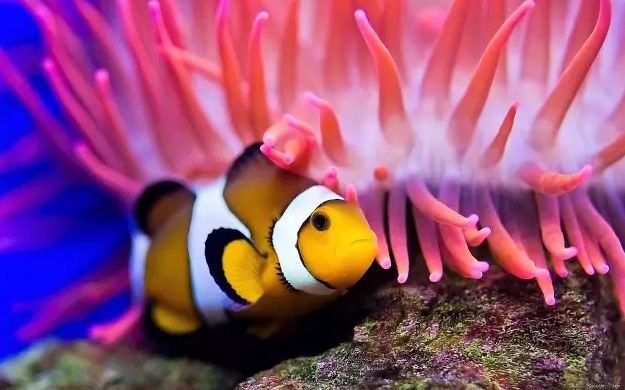 涔変箤鐩撮鍥介檯鑸嚎,涔変箤鐩撮娌欏反鑸彮