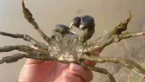 螃蟹怎么治病,养殖螃蟹生病怎么治疗