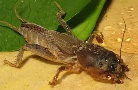 农村不可思议的东西,不可思议的新疆手工艺品