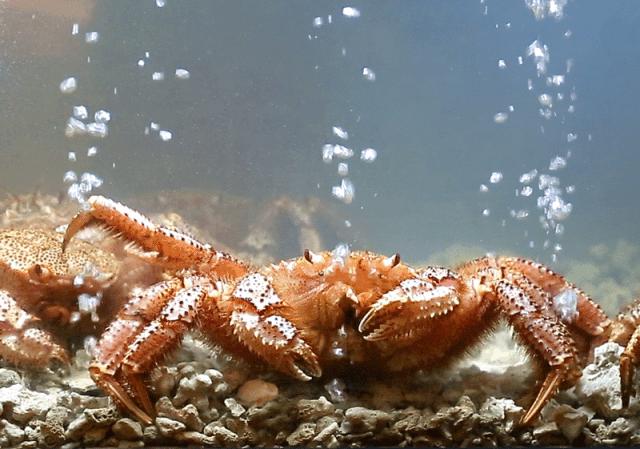 坐拥150㎡私家花园的火锅店，竟然还配空姐服务！