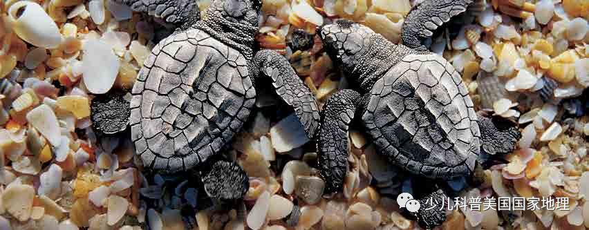 海龟家族“年终聚会”，个个活宝！