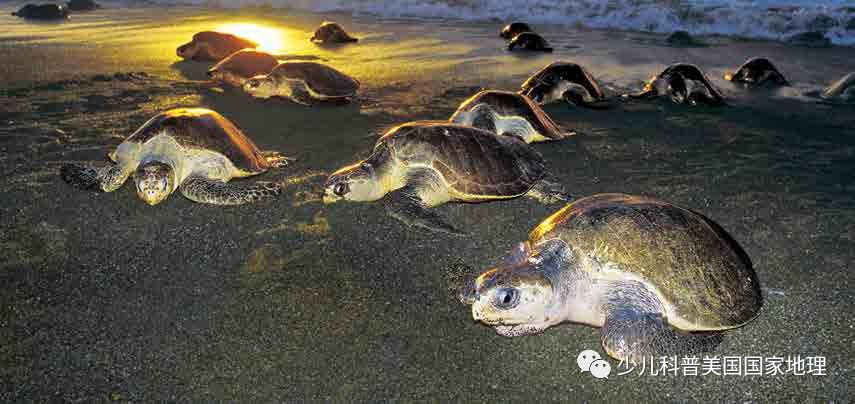 海龟家族“年终聚会”，个个活宝！