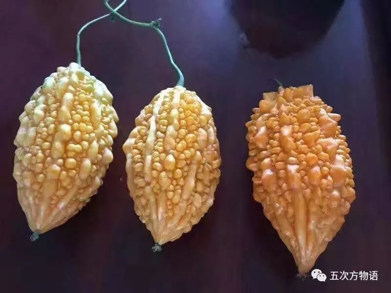 苦瓜是金铃子培育出来的吗,金铃子跟泰国小苦瓜区别